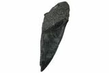 Partial Fossil Megalodon Tooth - Serrated Edge #300126-1